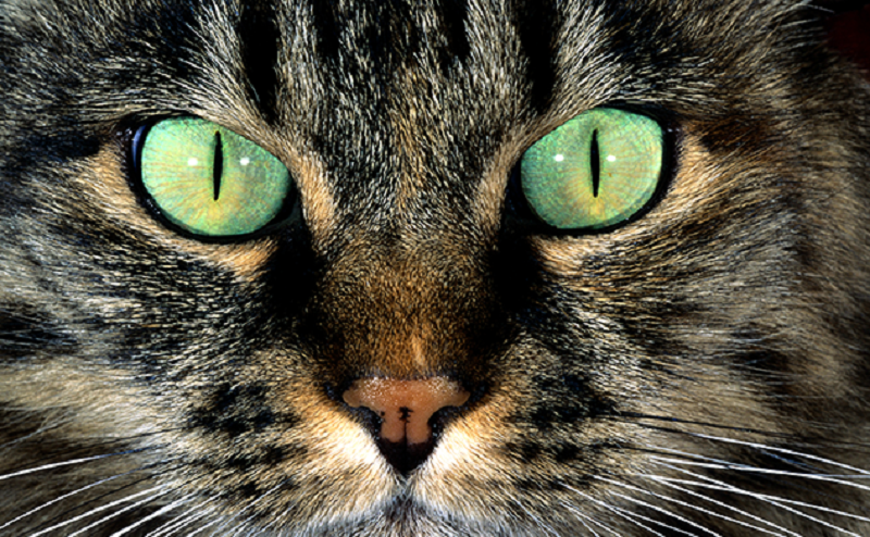 Исследование: как кошки видят мир?