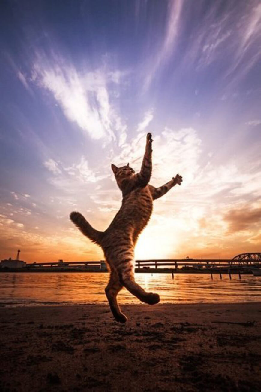 Запах свободы. Летающий кот. Счастливый кот. Кошка прыгает. Радостный кот.