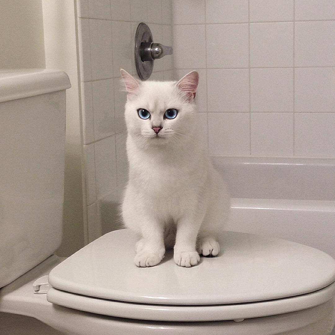 Коби — кот с самыми красивыми глазами: фото