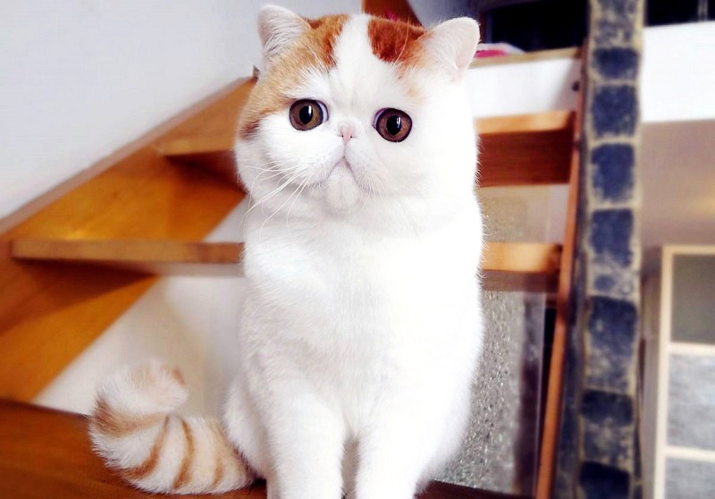 Snoopy - Самый милый и няшный в мире кот