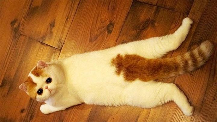 Snoopy - Самый милый и няшный в мире кот
