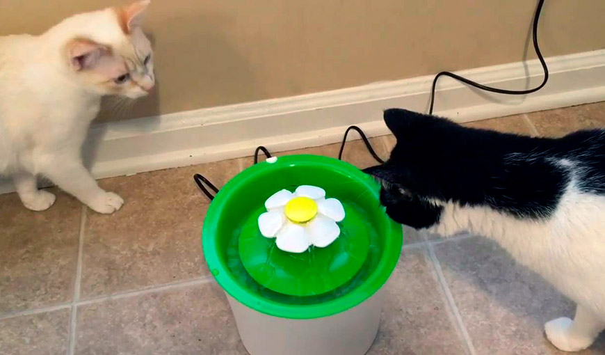 как сделать электронная поилка для кошек