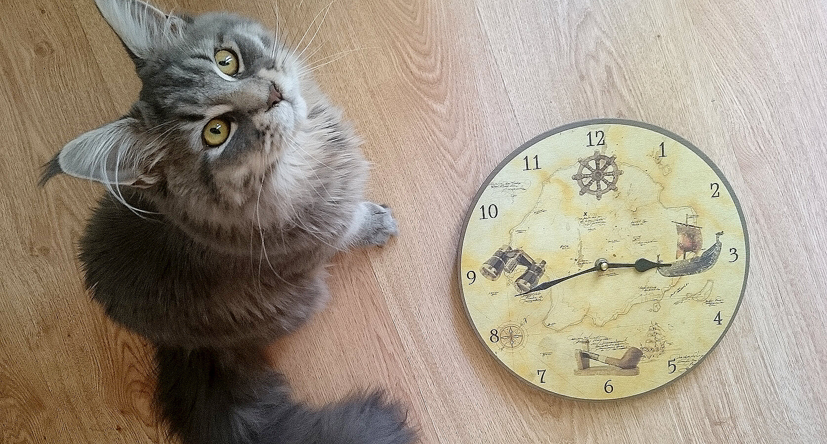 Буди понял. Кот с часами. Кот будильник. Котик и часы. Котик с часиками.