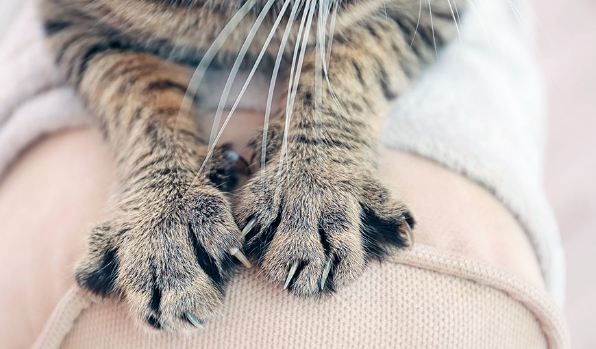 Почему кошки топчут нас лапками? Отвечаем!