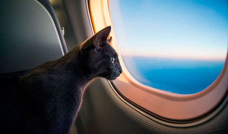 кошка в самолете